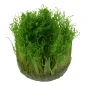 Mobile Preview: Taxiphyllum Spiky 1-2-Grow! In Vitro Tropica